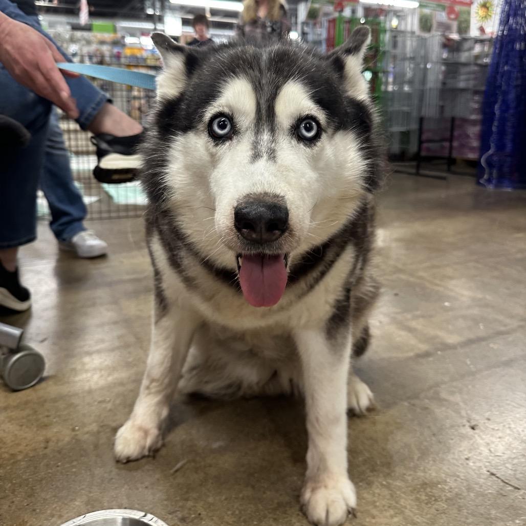 Enlarge Vixen, a Adoptable Husky in West Chester, PA image 3/5