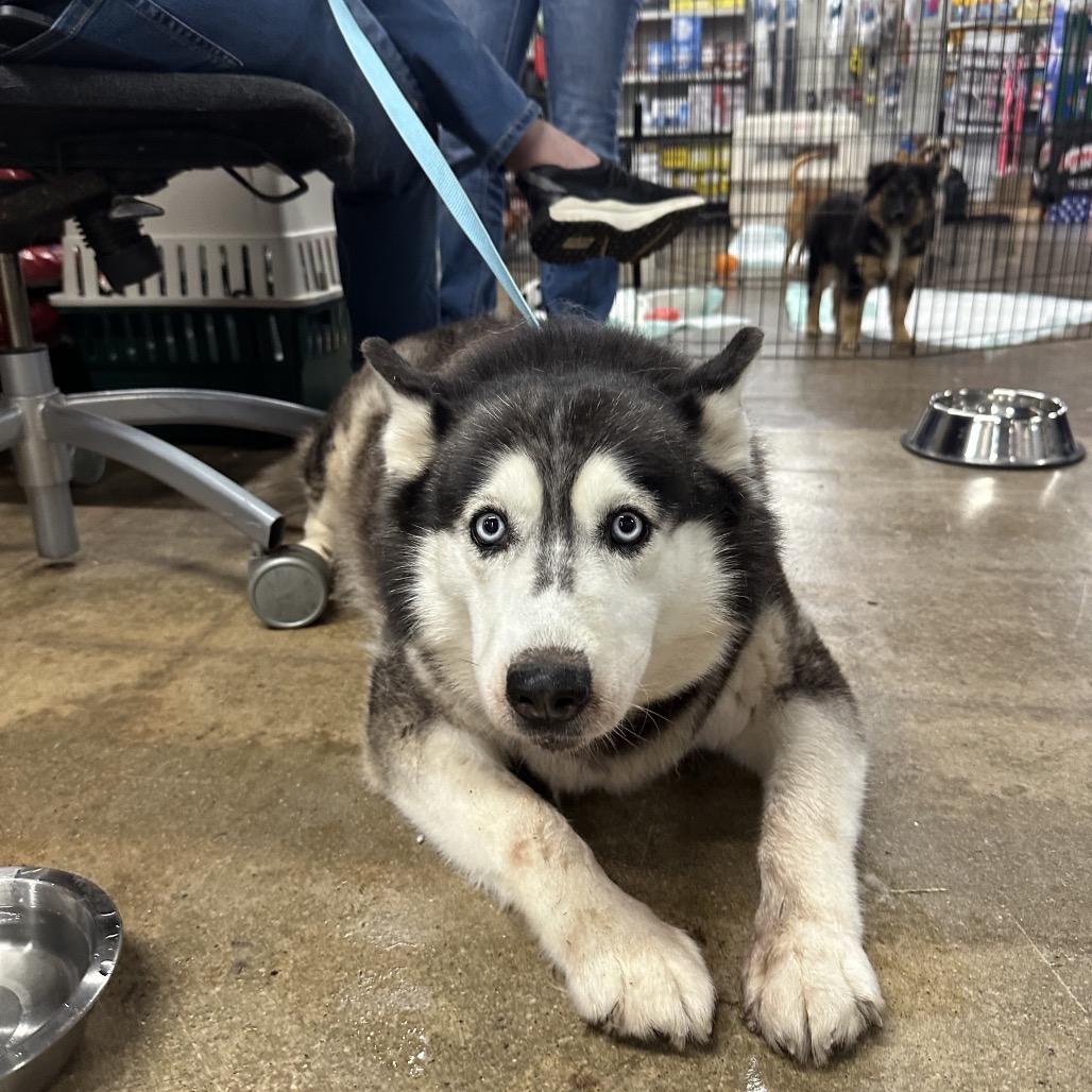 Enlarge Vixen, a Adoptable Husky in West Chester, PA image 4/5
