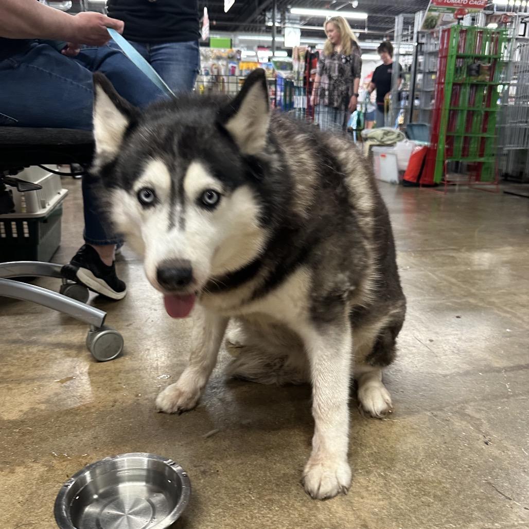 Enlarge Vixen, a Adoptable Husky in West Chester, PA image 5/5