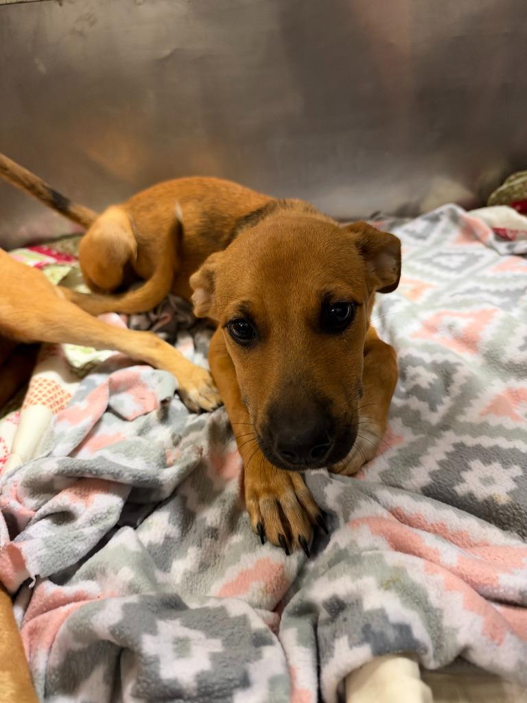Katniss, Adoptable, Puppy Female Mixed Breed.
