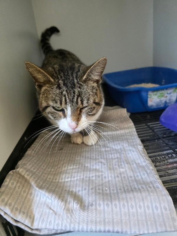 Enlarge Sky, a Adoptable Domestic Short Hair in Zimmerman, MN image 1/1