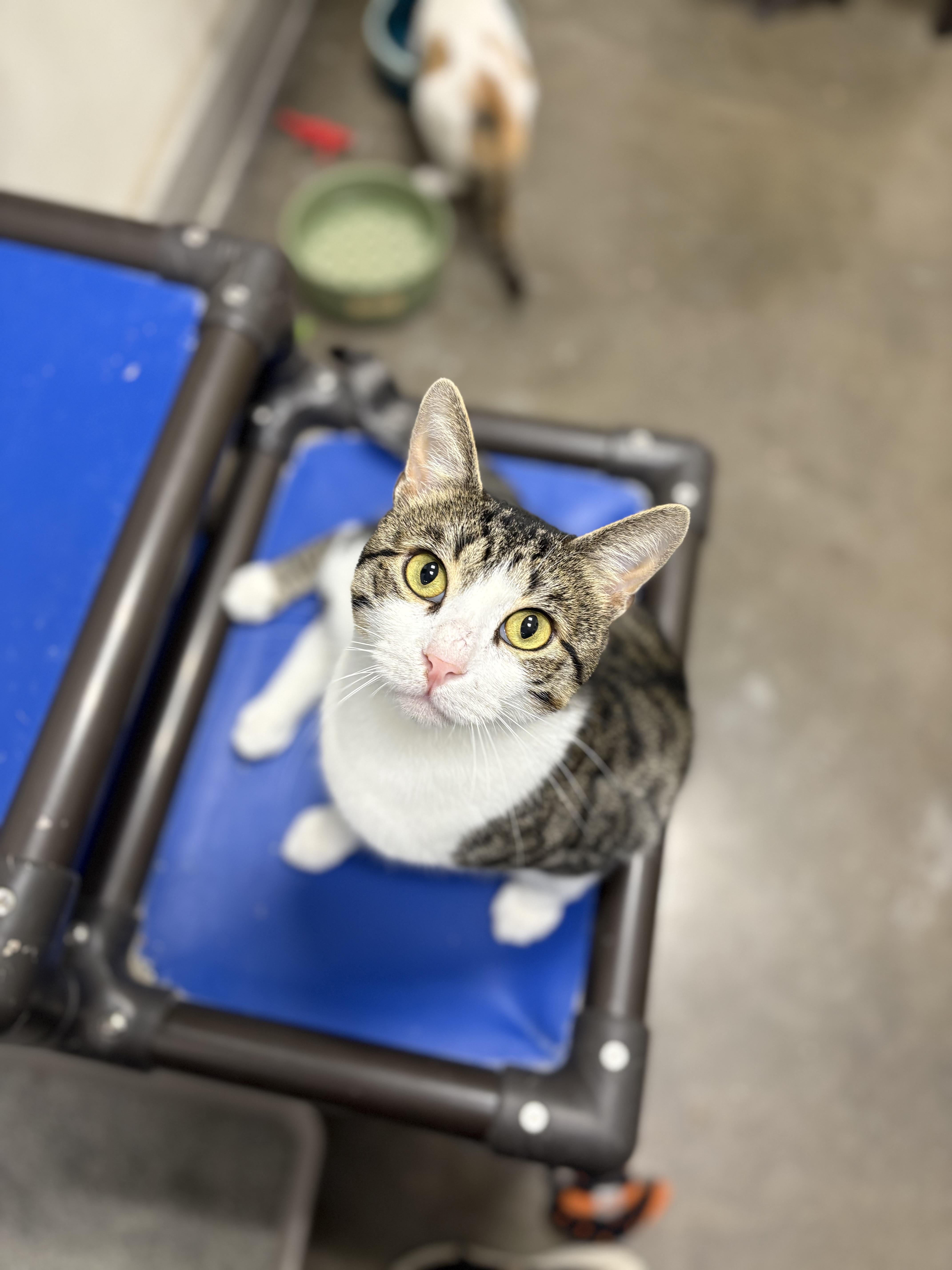 Sky, Adoptable, Adult Male Domestic Short Hair.