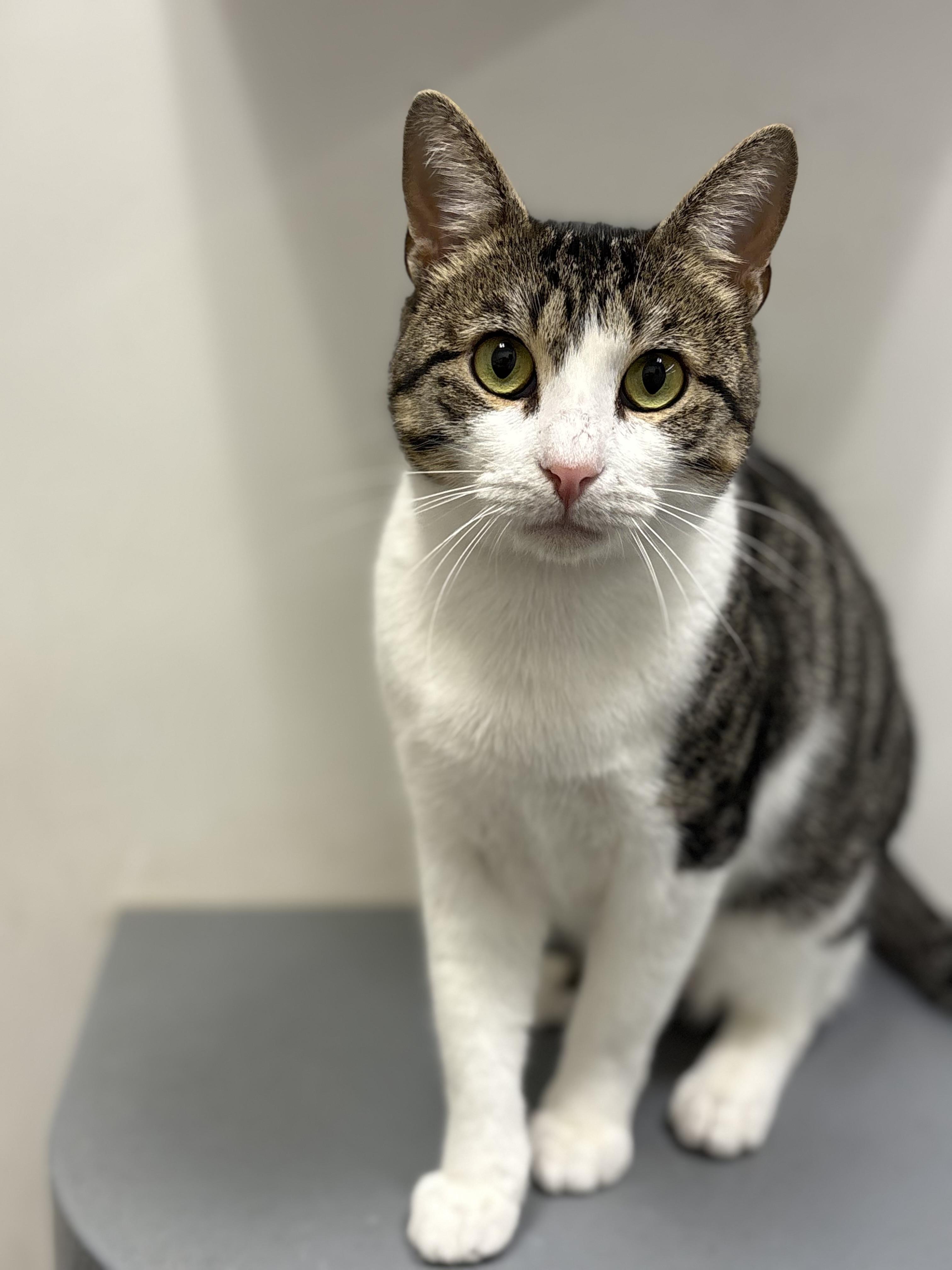 Enlarge Sky, a Adoptable Domestic Short Hair in Zimmerman, MN image 2/2