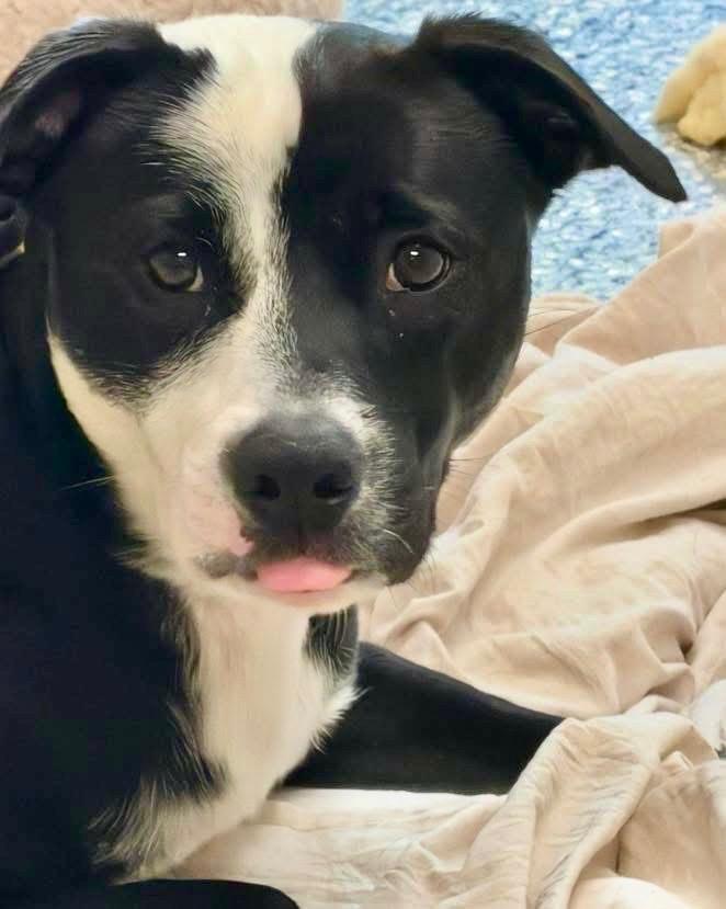 Bear, Adoptable, Young Male Pit Bull Terrier.
