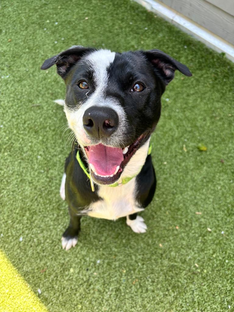 Bear, Adoptable, Young Male Pit Bull Terrier.