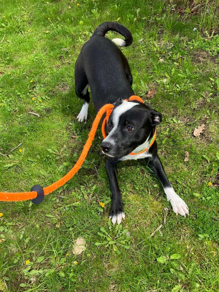 Enlarge Bear, a Adoptable Pit Bull Terrier in Liverpool, NY image 2/4