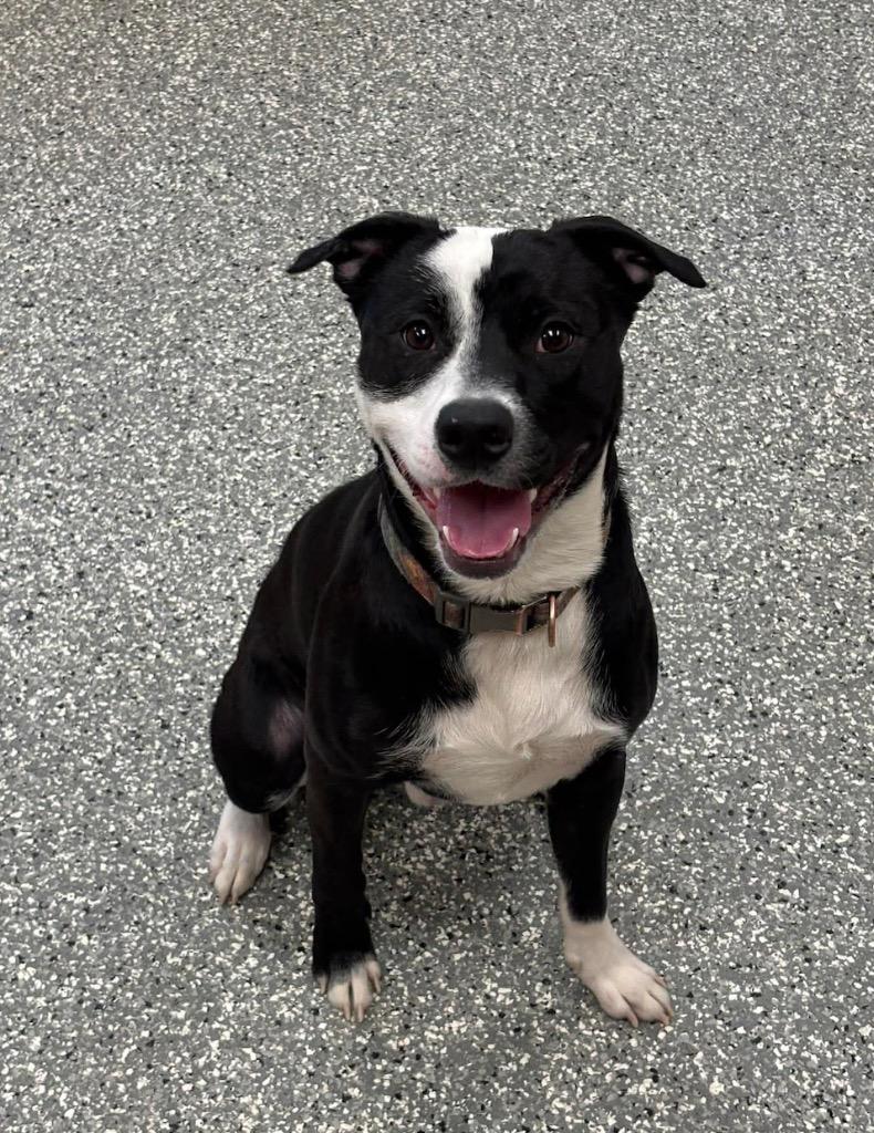 Enlarge Bear, a Adoptable Pit Bull Terrier in Liverpool, NY image 3/4
