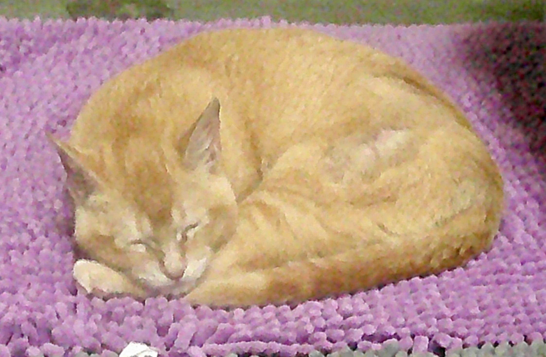 Enlarge Nya, a ADOPTABLE Domestic Short Hair in Gig Harbor, WA image 2/5
