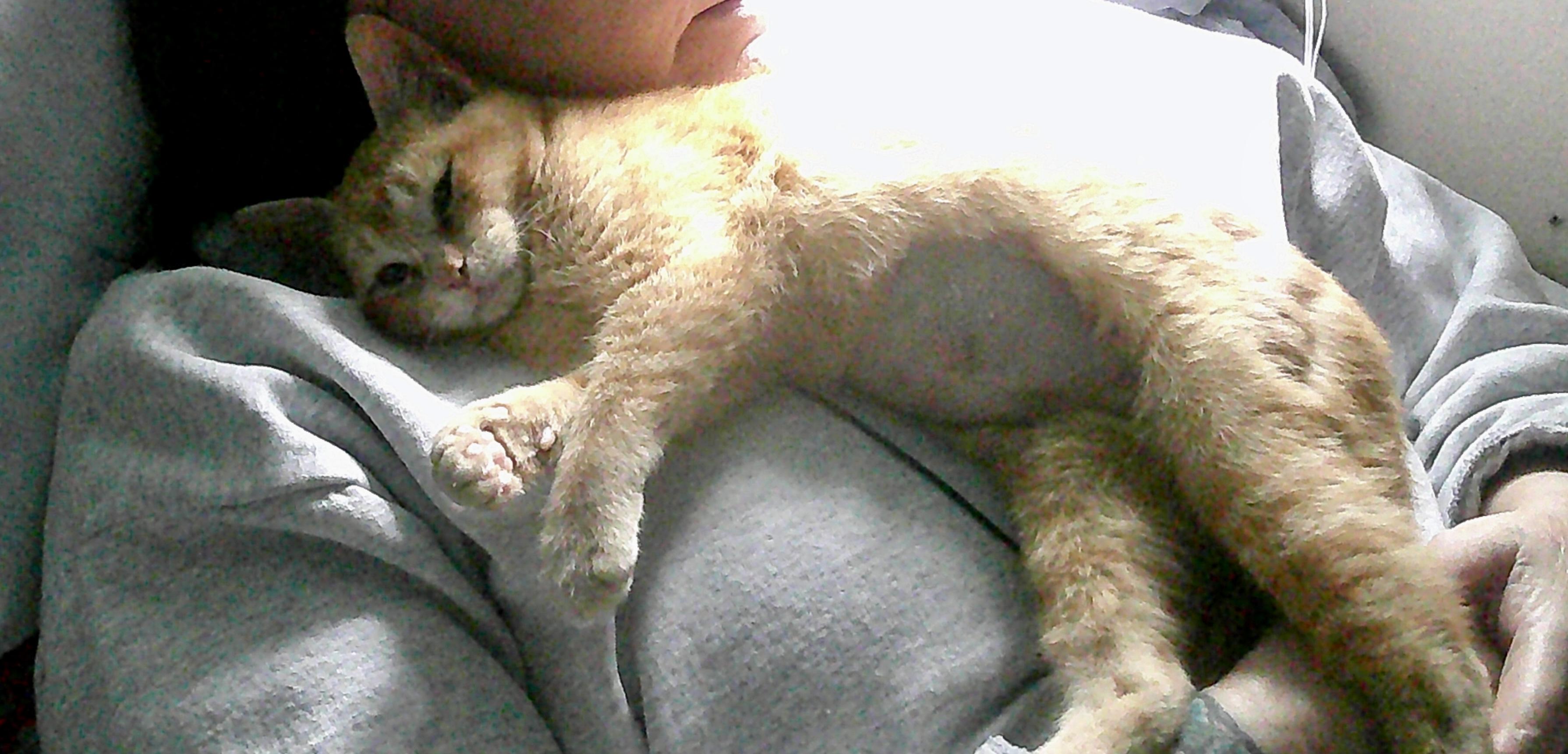 Enlarge Nya, a ADOPTABLE Domestic Short Hair in Gig Harbor, WA image 3/5