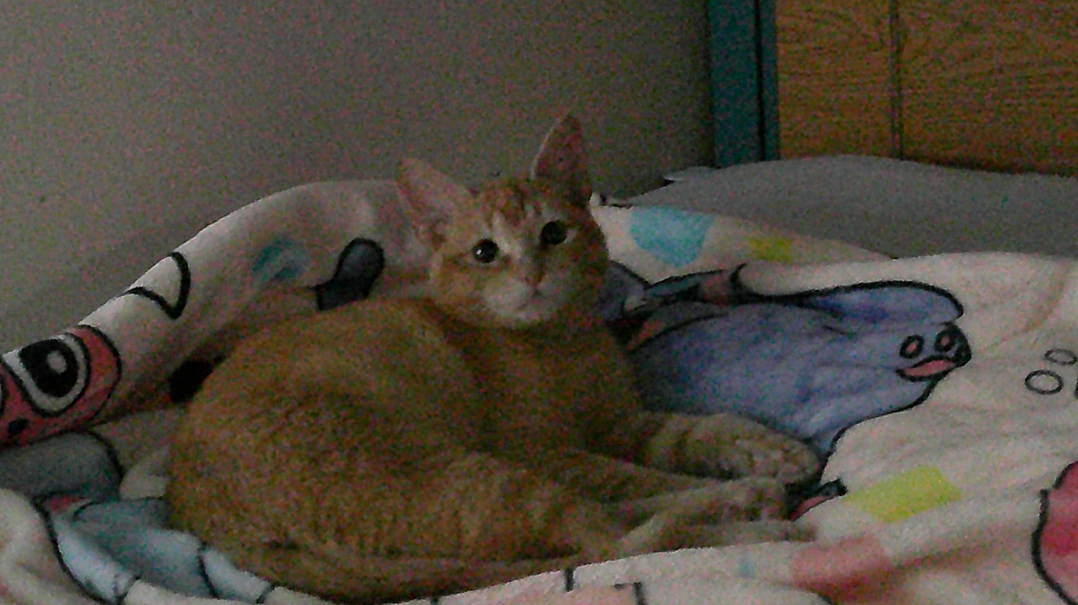 Enlarge Nya, a ADOPTABLE Domestic Short Hair in Gig Harbor, WA image 5/5