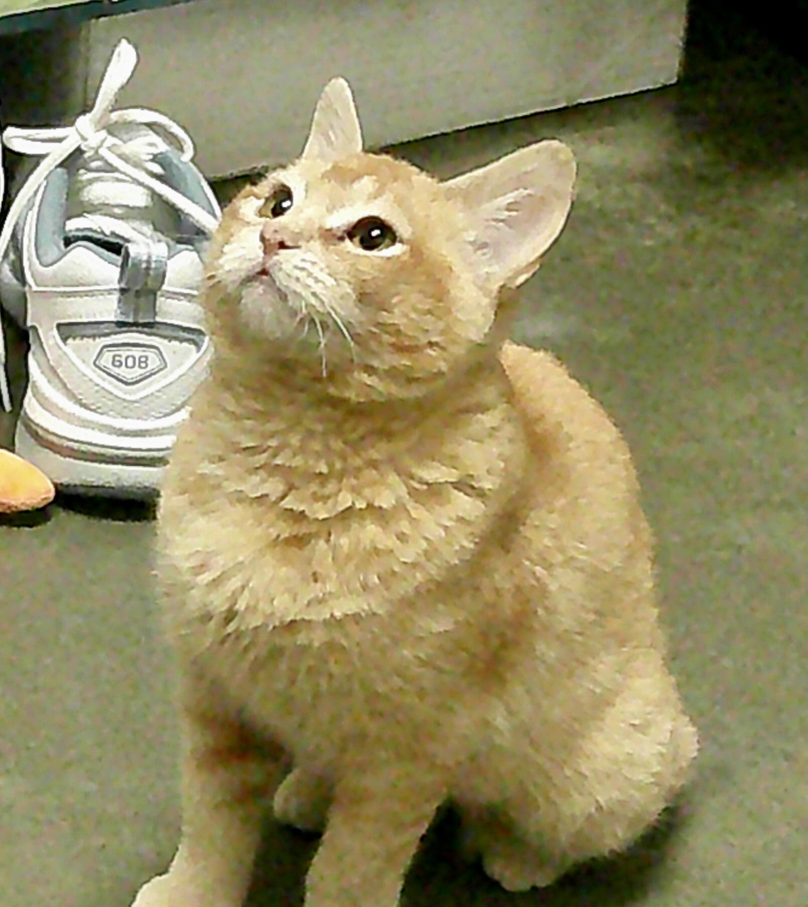 Nya, ADOPTABLE, Young Female Domestic Short Hair.