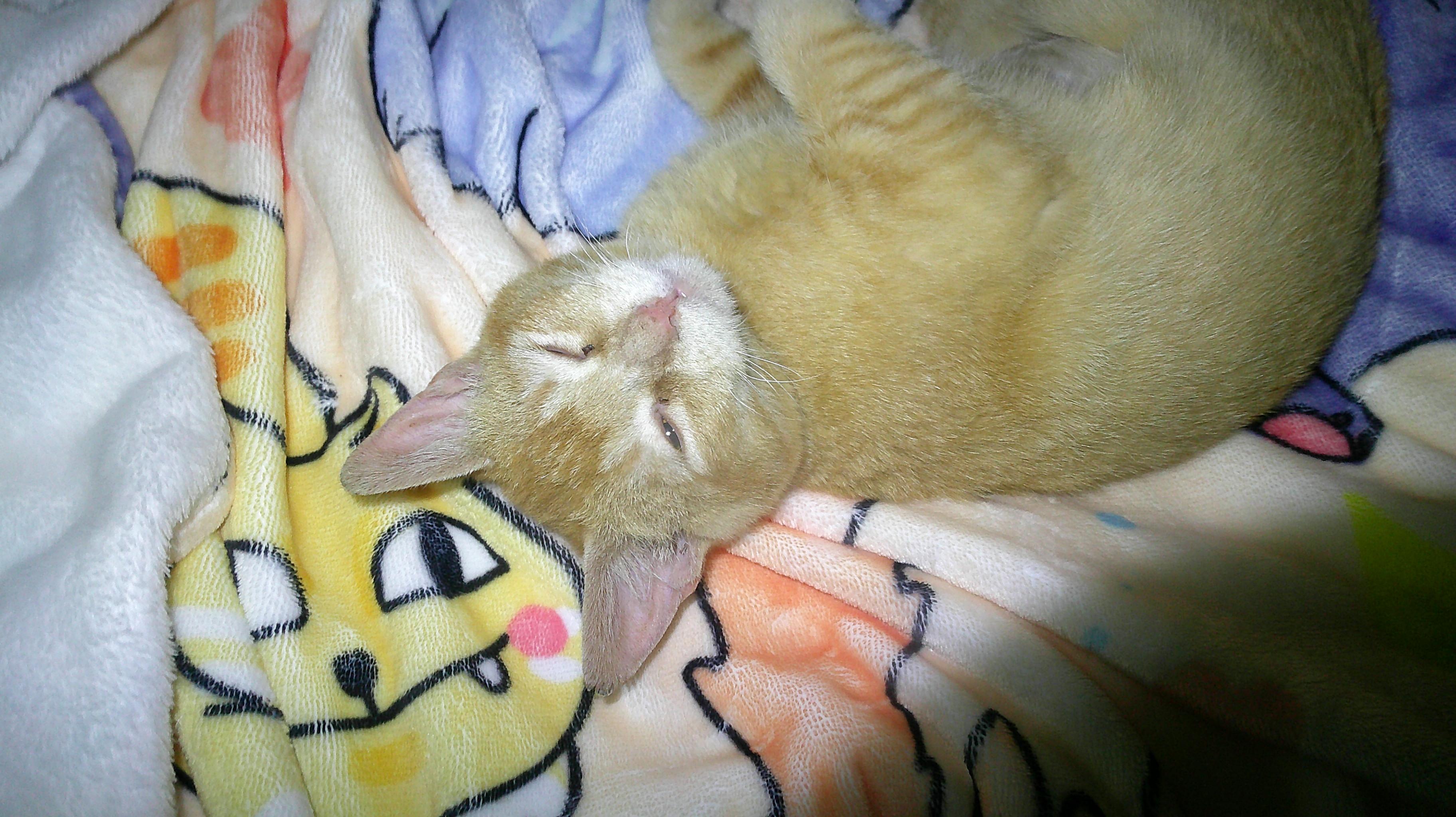 Enlarge Nya, a ADOPTABLE Domestic Short Hair in Gig Harbor, WA image 4/5