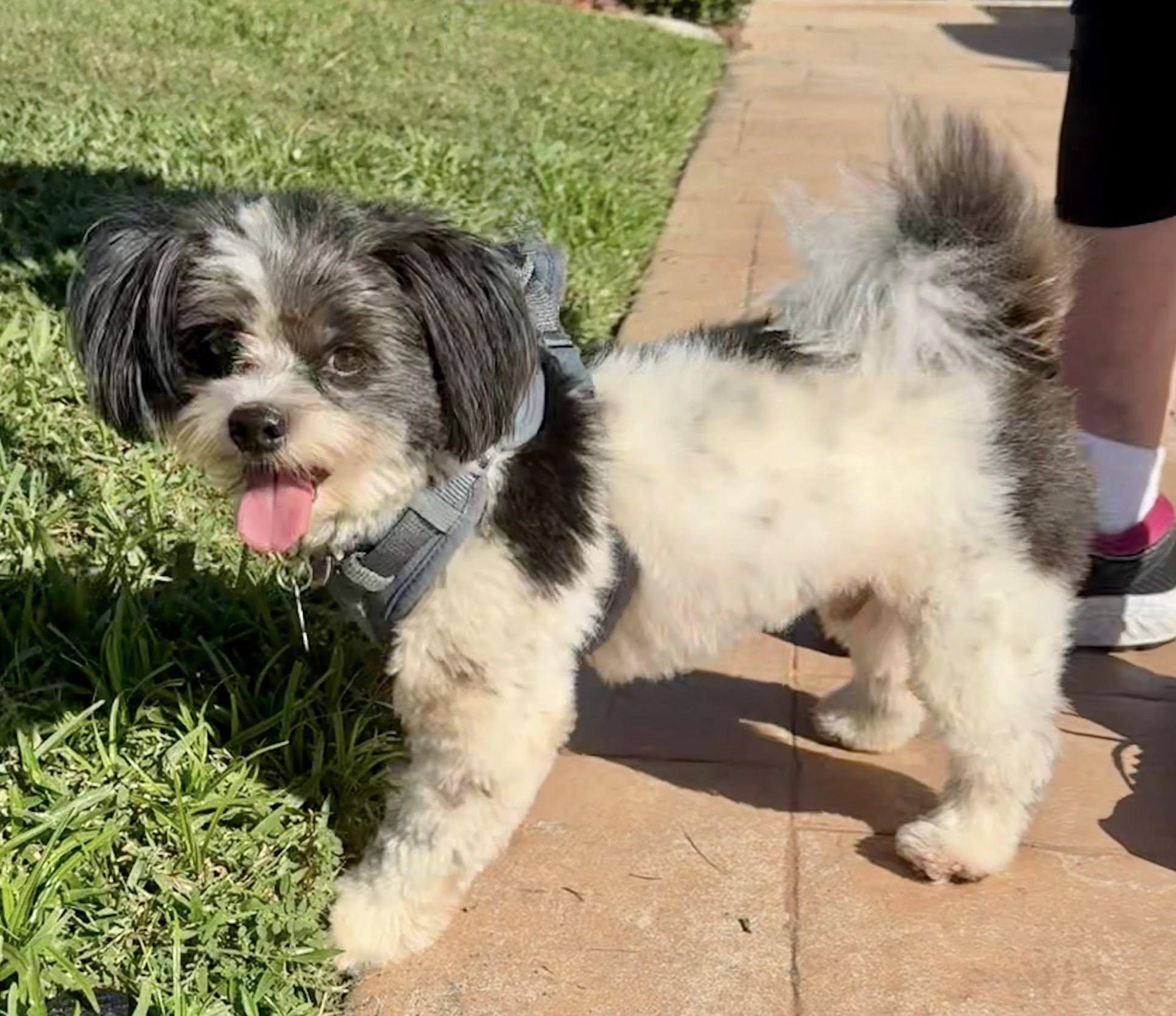 Oreo, a Adoptable Shih poo in Cape Coral, FL image 2/6