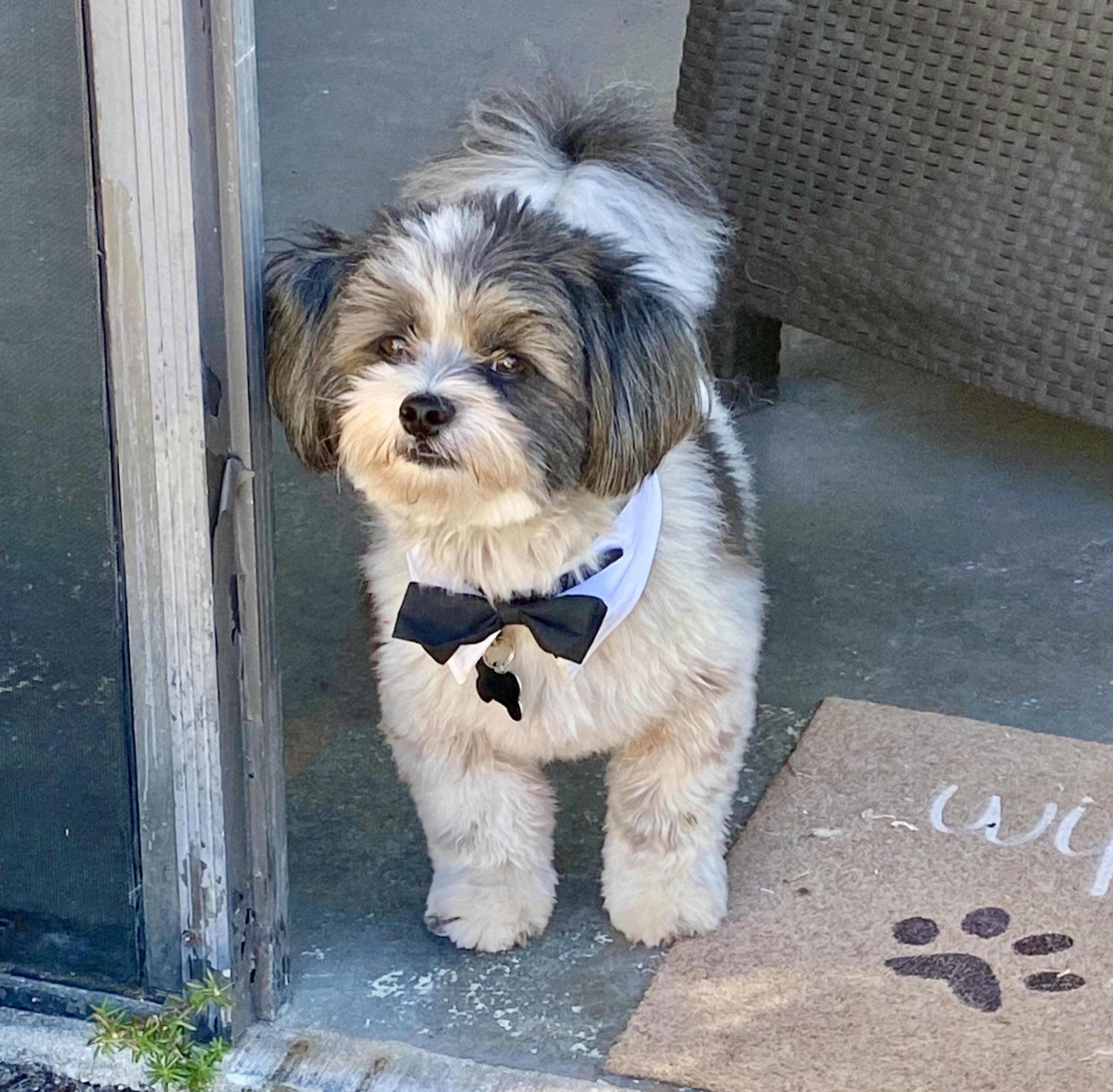 Oreo, a Adoptable Shih poo in Cape Coral, FL image 4/6