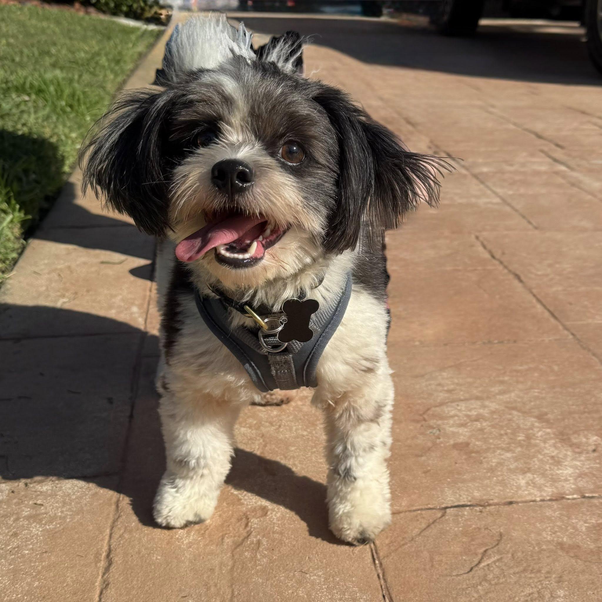 Oreo, a Adoptable Shih poo in Cape Coral, FL image 5/6