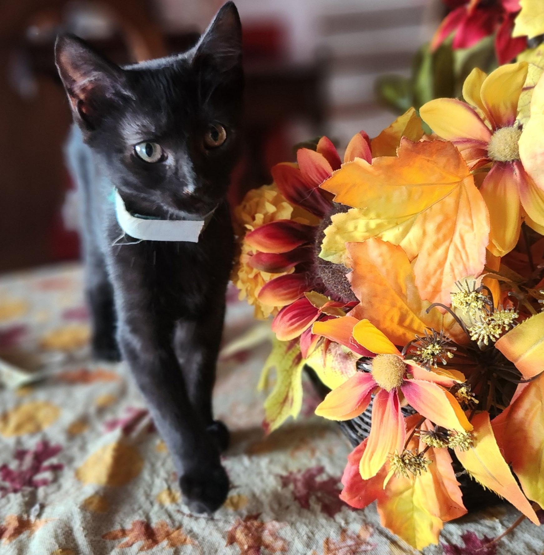 Lucas, Adoptable, Kitten Male Bombay & Domestic Short Hair.