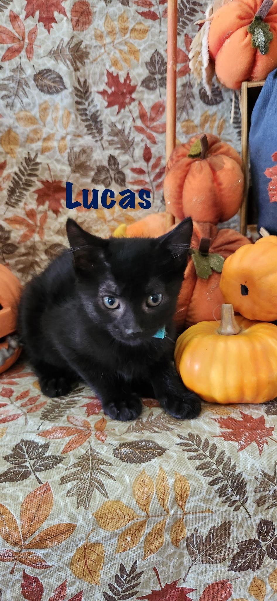 Enlarge Lucas, a Adoptable mixed breed in Fort Oglethorpe, GA image 2/2