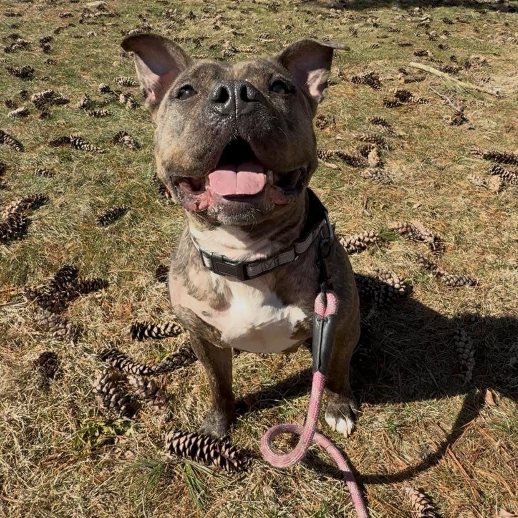 B.B., Adoptable, Adult Female Mixed Breed.