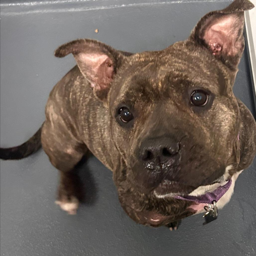 Enlarge B.B., a Adoptable Mixed Breed in Allentown, PA image 1/3