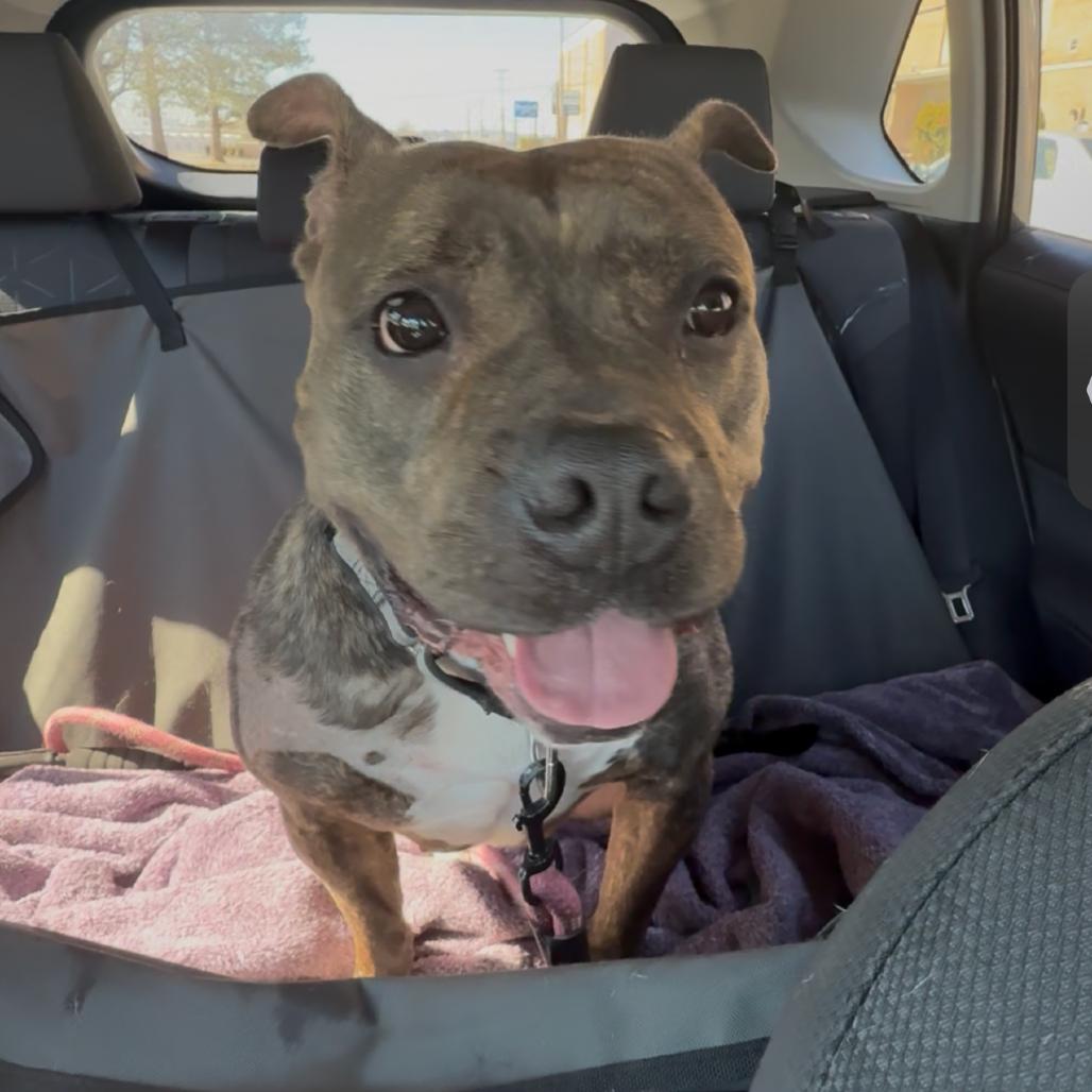 B.B., a Adoptable Mixed Breed in Allentown, PA image 3/6