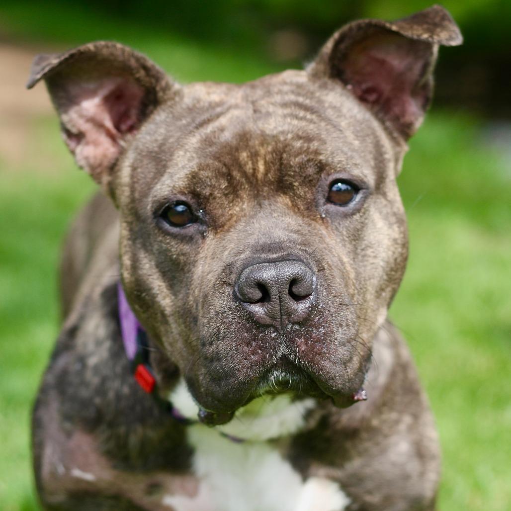 Enlarge B.B., a Adoptable Mixed Breed in Allentown, PA image 2/3