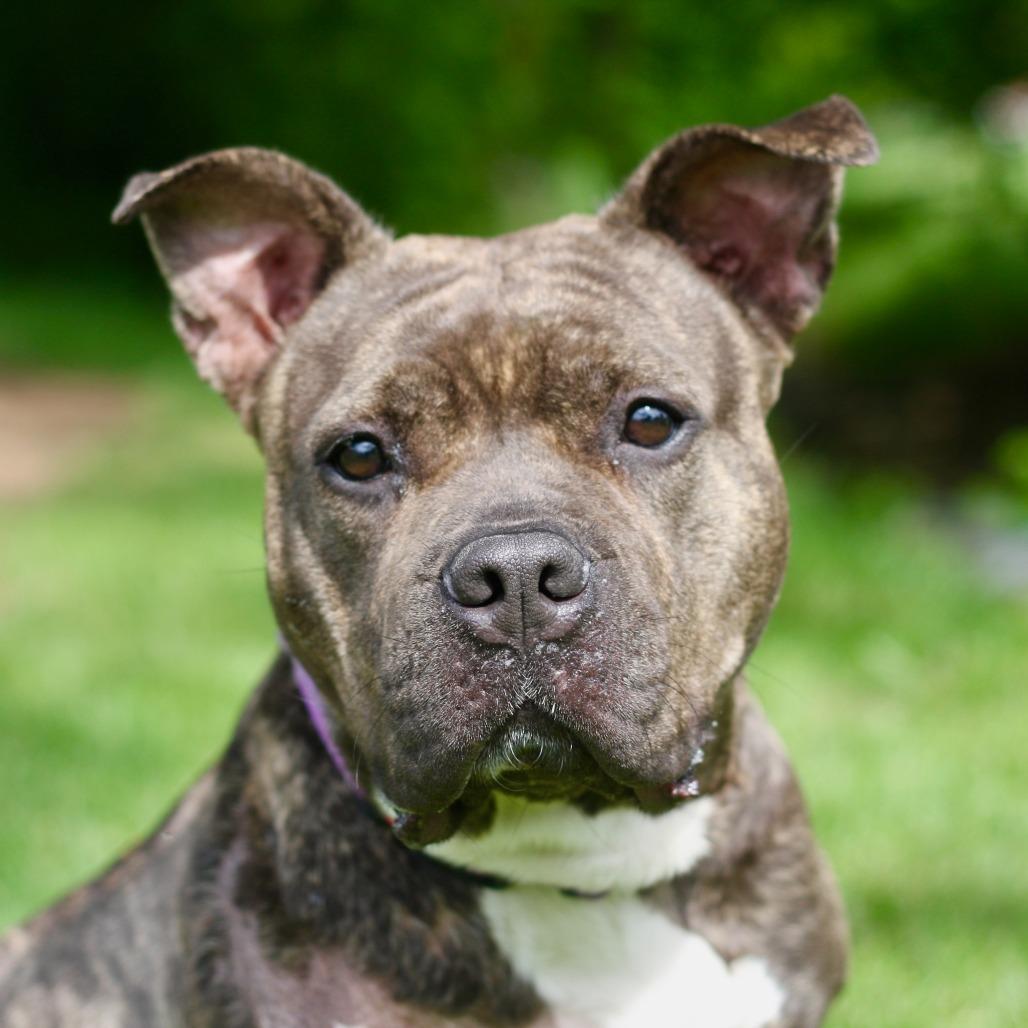 Enlarge B.B., a Adoptable Mixed Breed in Allentown, PA image 3/3