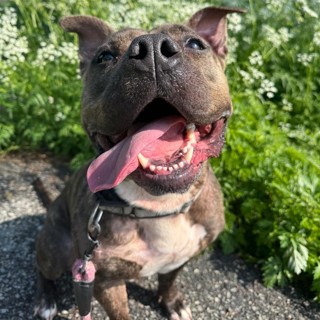 Enlarge B.B., a Adoptable Mixed Breed in Allentown, PA image 4/4