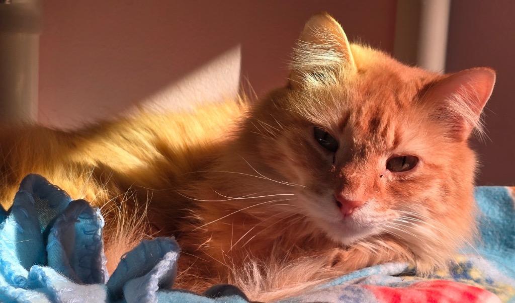 MADILYN, Adopted, Adult Female Domestic Long Hair.