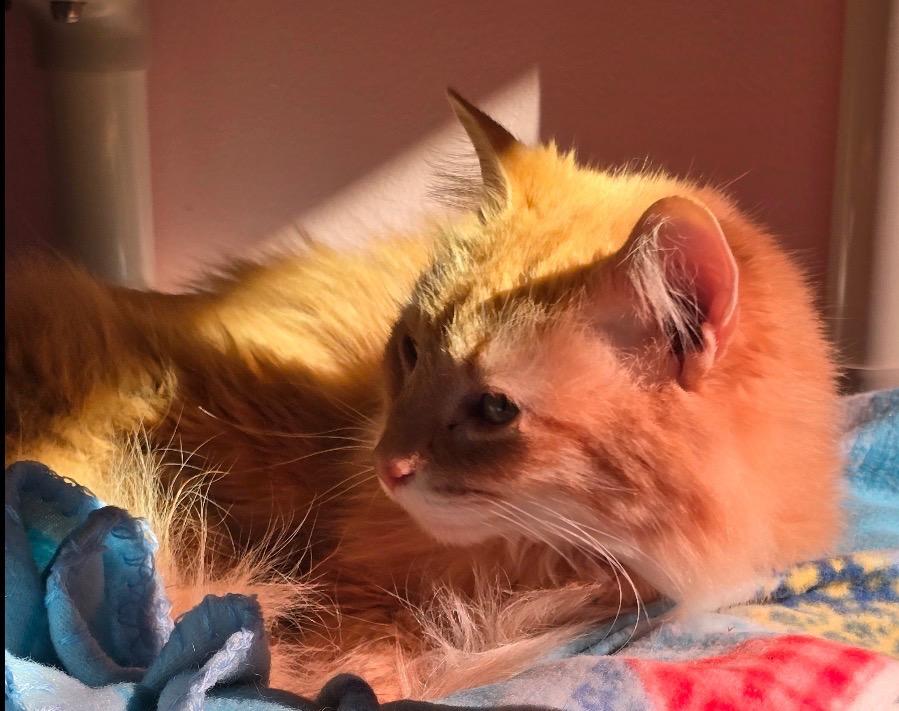 Enlarge MADILYN, a Adopted mixed breed in Muskegon, MI image 2/4