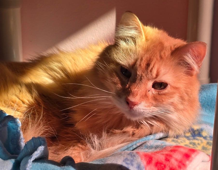 Enlarge MADILYN, a Adopted mixed breed in Muskegon, MI image 3/4