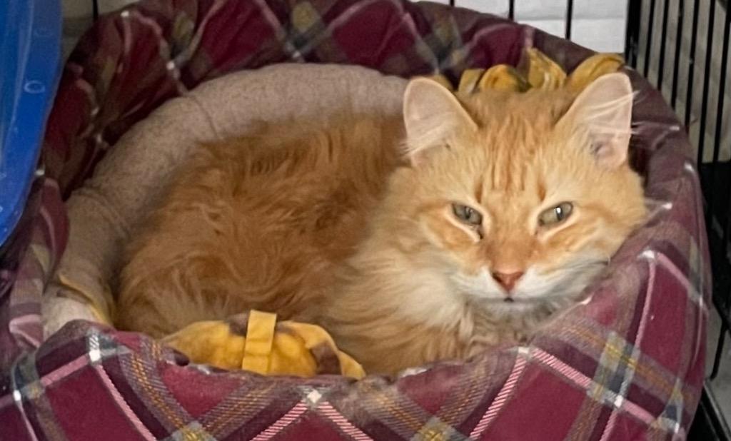 Enlarge MADILYN, a Adopted mixed breed in Muskegon, MI image 4/4