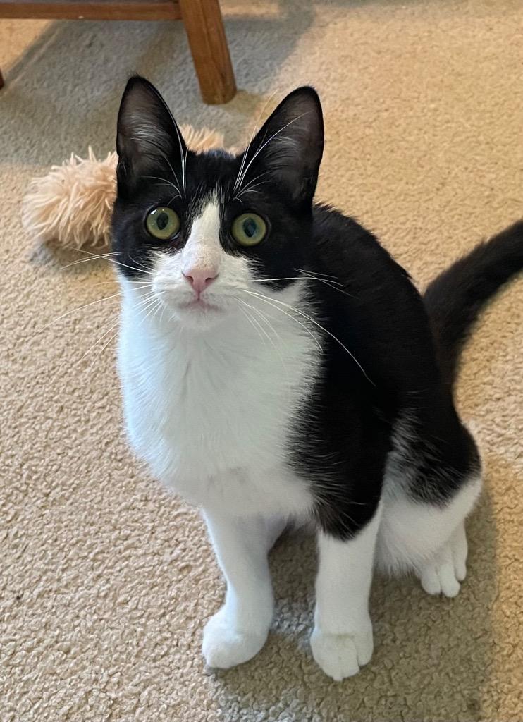 Enlarge Versace, a Adoptable mixed breed in Newaygo, MI image 2/2