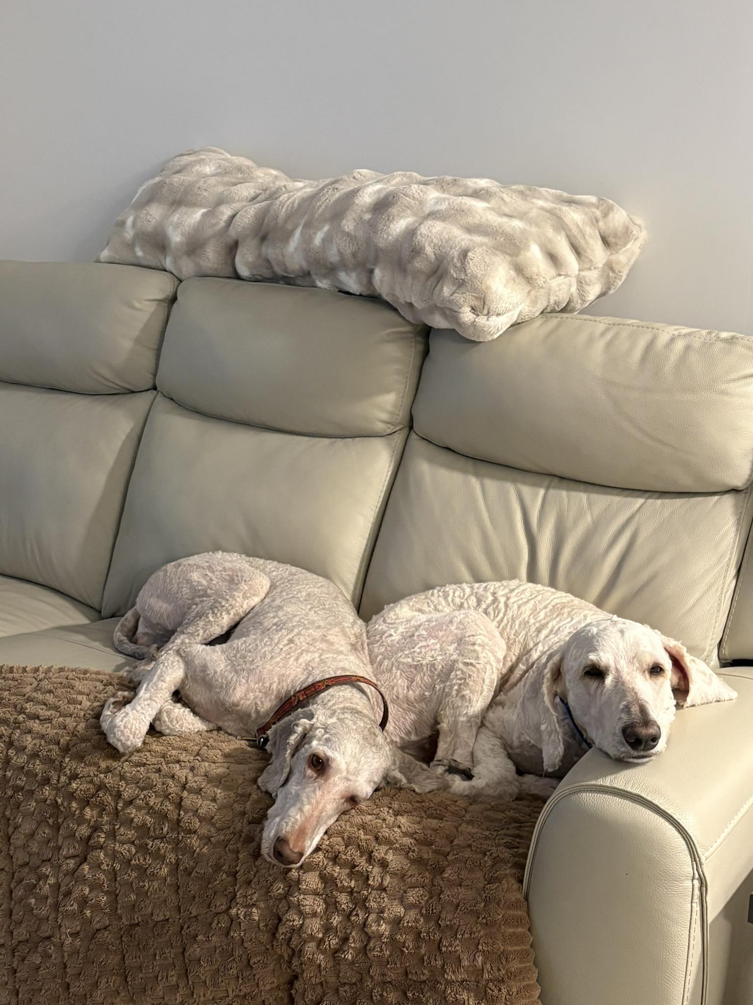 Enlarge Abby - part of a bonded pair with Kai, a ADOPTABLE Standard Poodle in Edmonton, AB image 2/2