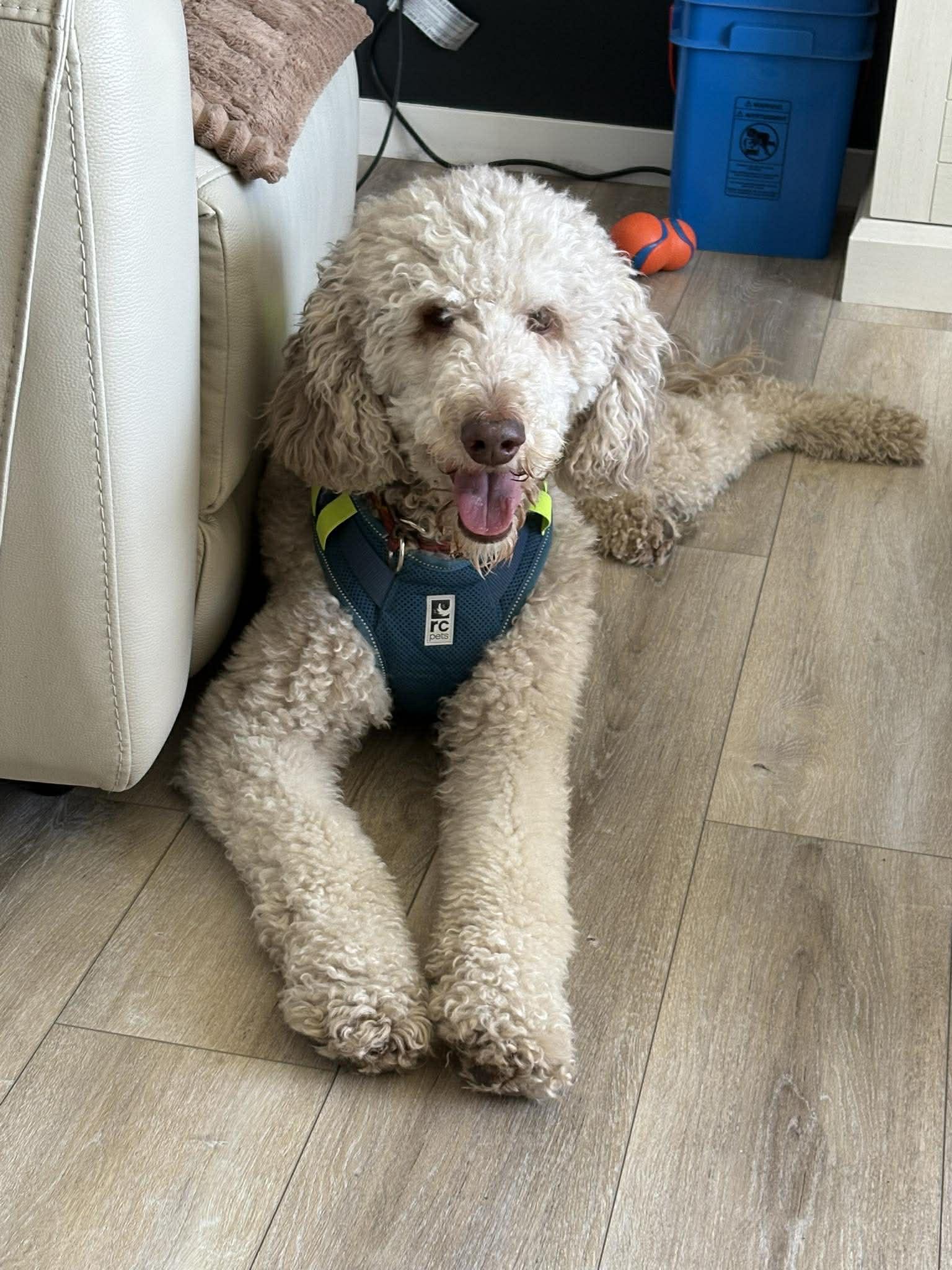 Abby - part of a bonded pair with Kai, ADOPTABLE, Adult Female Standard Poodle.