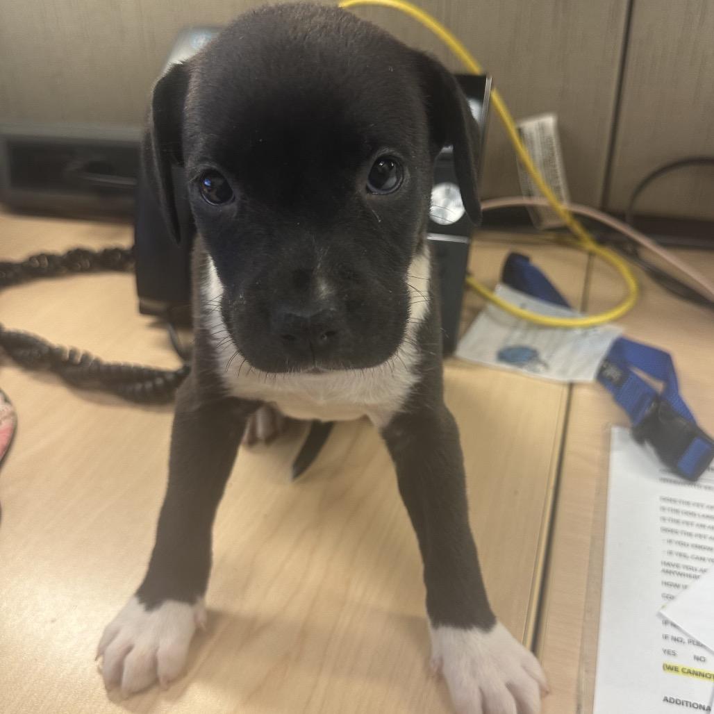 Chaos aka Betty Lu — thumbnail 2