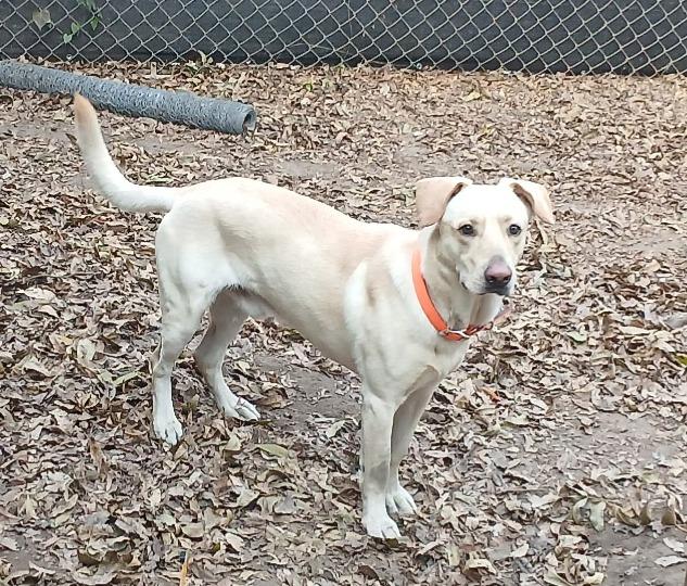 Enlarge BoBo, a Adoptable mixed breed in Centerville, GA image 2/3