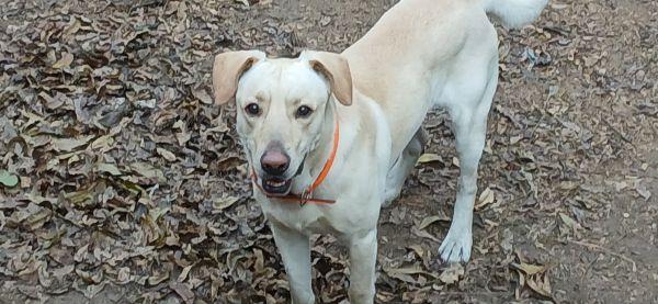 Enlarge BoBo, a Adoptable mixed breed in Centerville, GA image 3/3