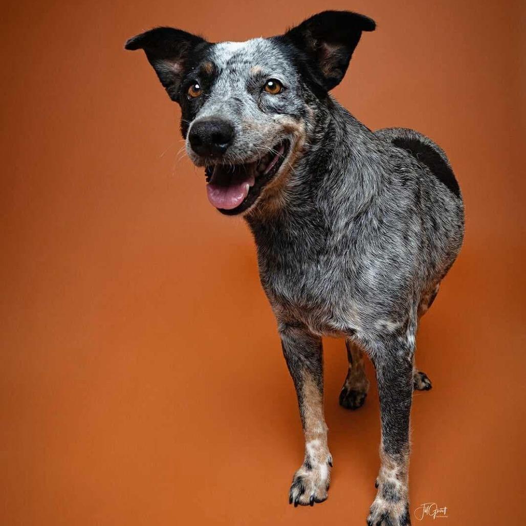 Enlarge Lady, a Adoptable mixed breed in Houston, TX image 1/2