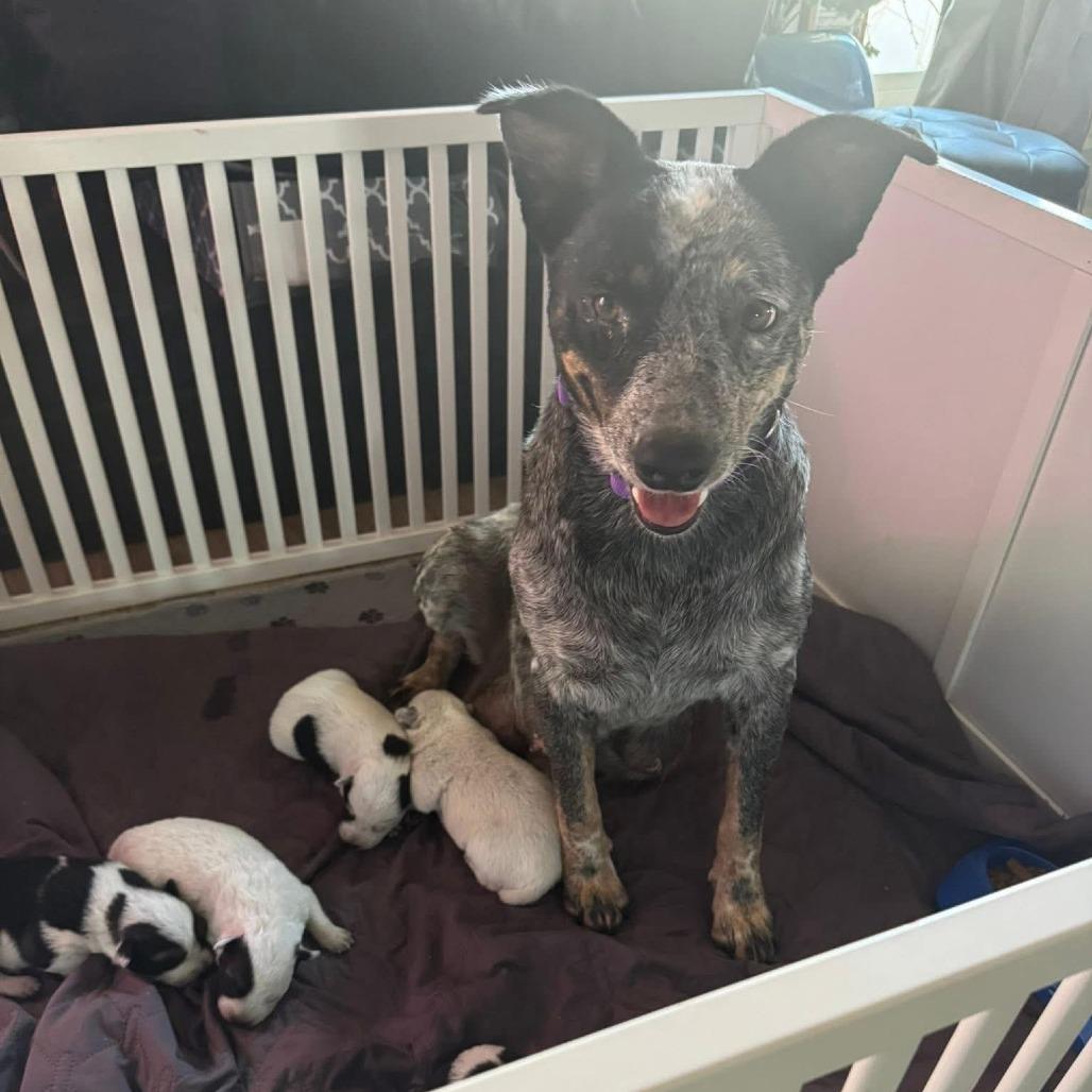 Enlarge Lady, a Adoptable mixed breed in Houston, TX image 2/2