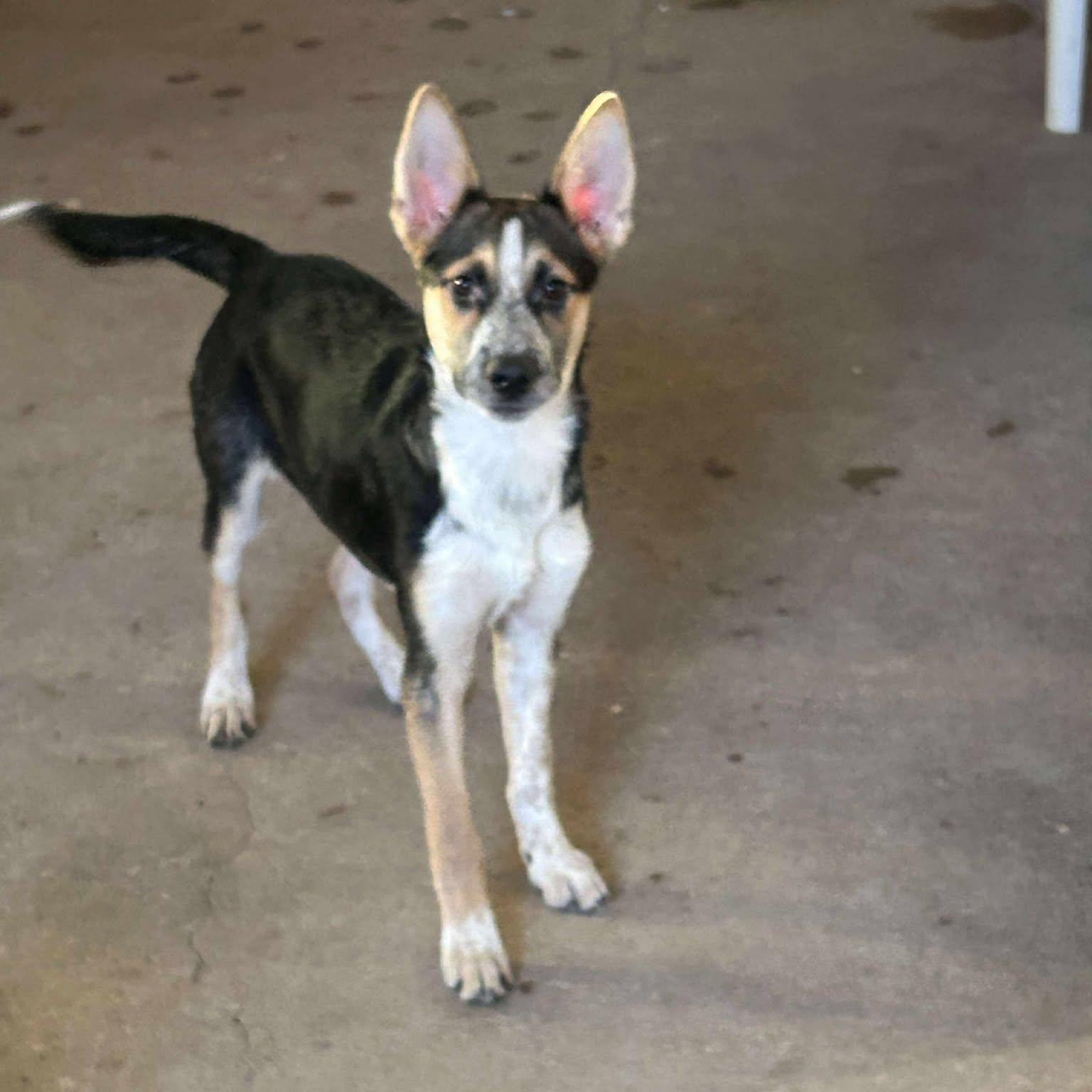 Enlarge Bee, an adopted mixed breed in Keene, NH image 2/4