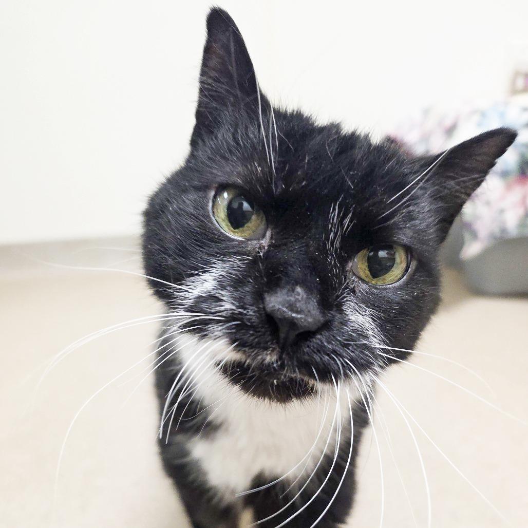Albert, a Adoptable mixed breed in Oshkosh, WI image 1/6