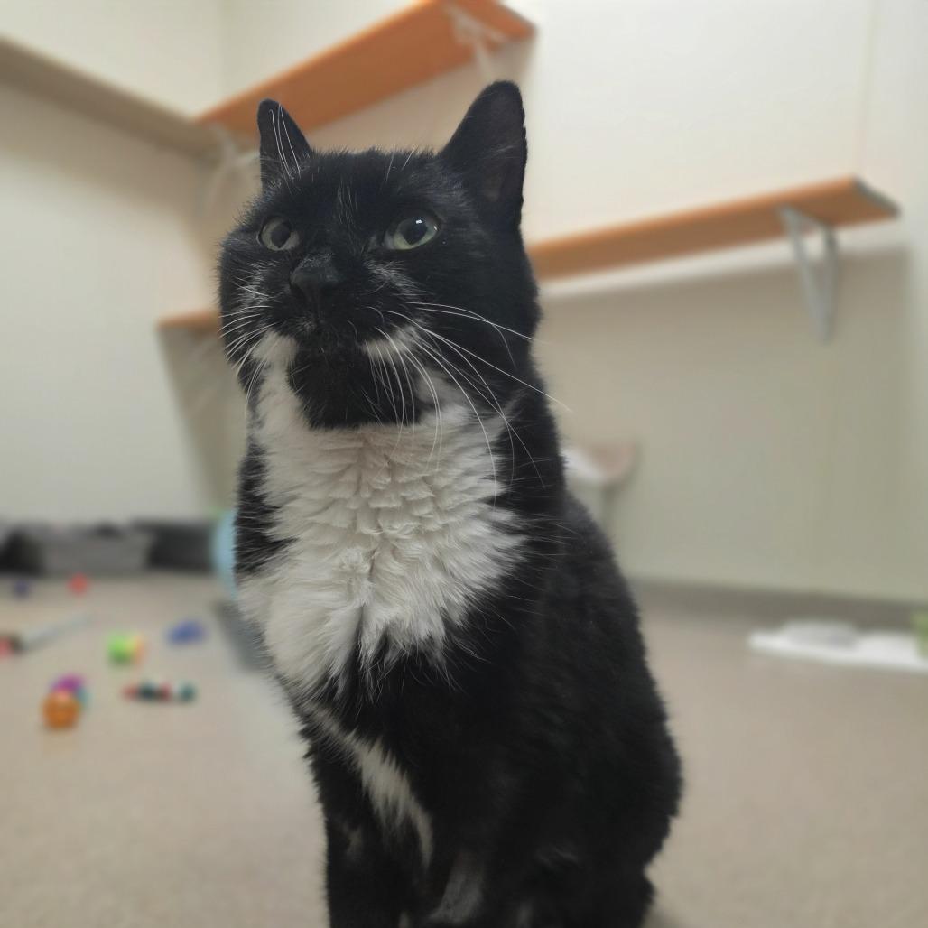 Albert, a Adoptable mixed breed in Oshkosh, WI image 2/6