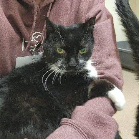 Albert, a Adoptable mixed breed in Oshkosh, WI image 4/6