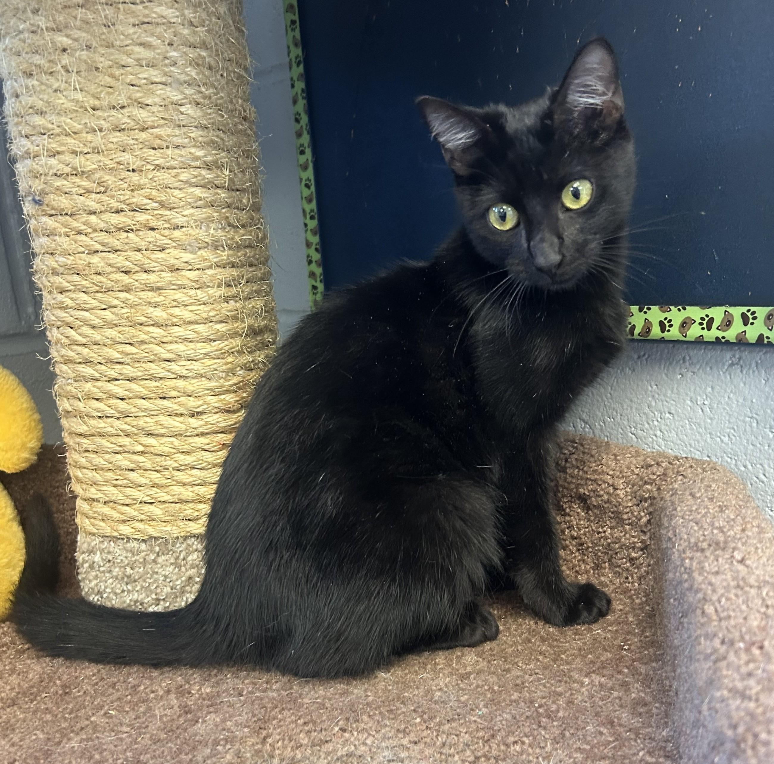 Midnight, Adoptable, Kitten Female Domestic Short Hair.