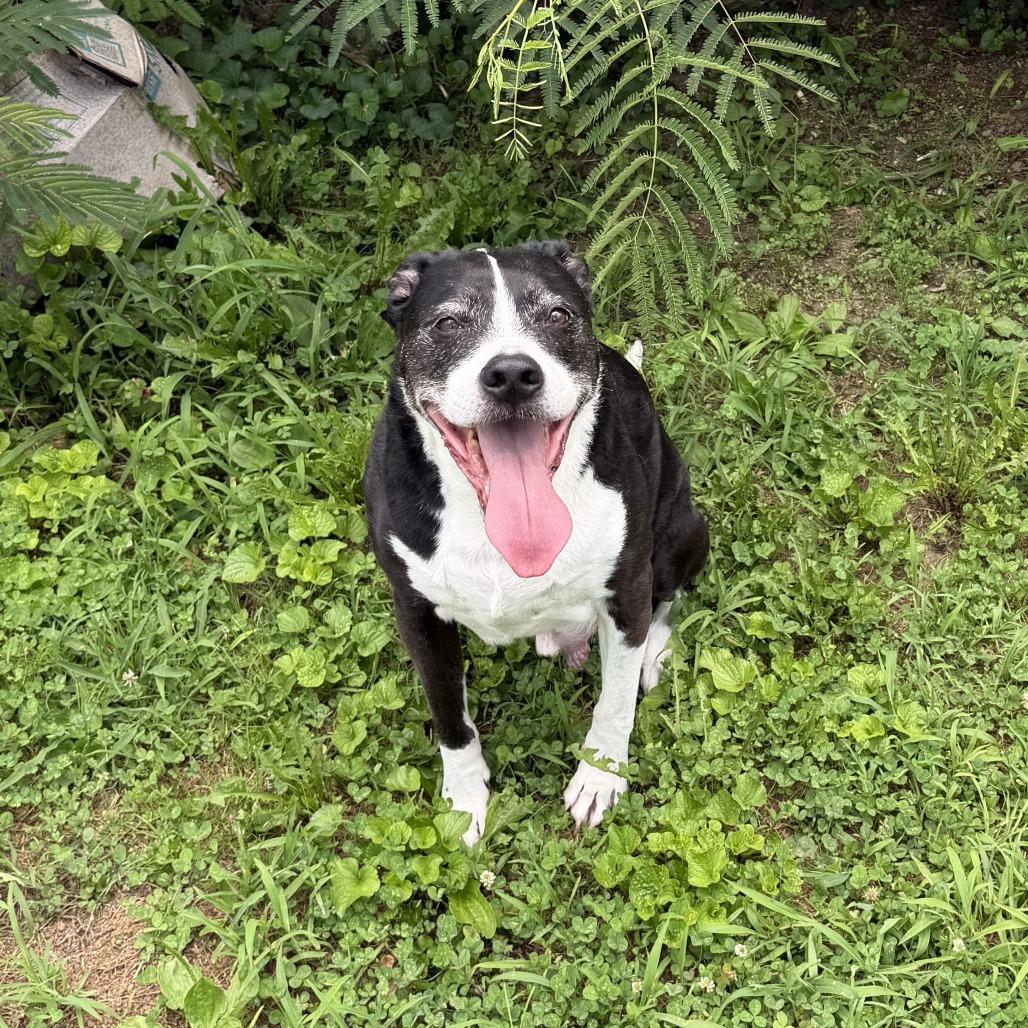 Bowie, Adoptable, Senior Male Black Labrador Retriever.