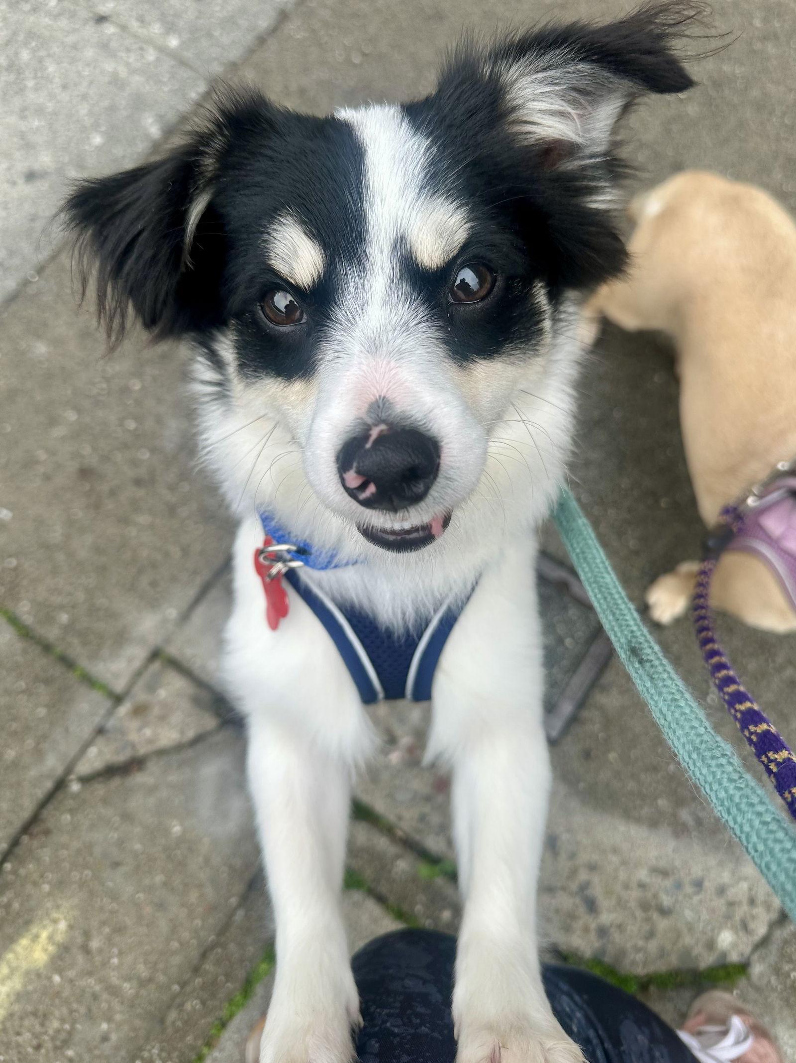 Frodo, Adopted, Young Male Terrier.