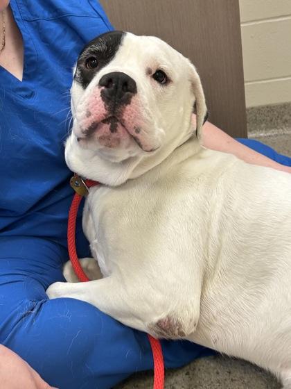 Chicken Little — thumbnail 2