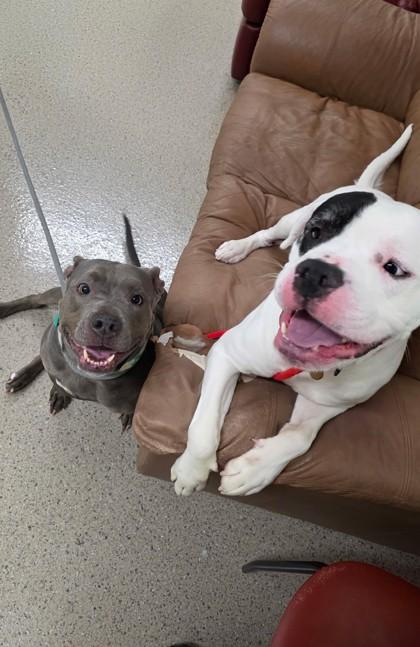 Chicken Little — thumbnail 3