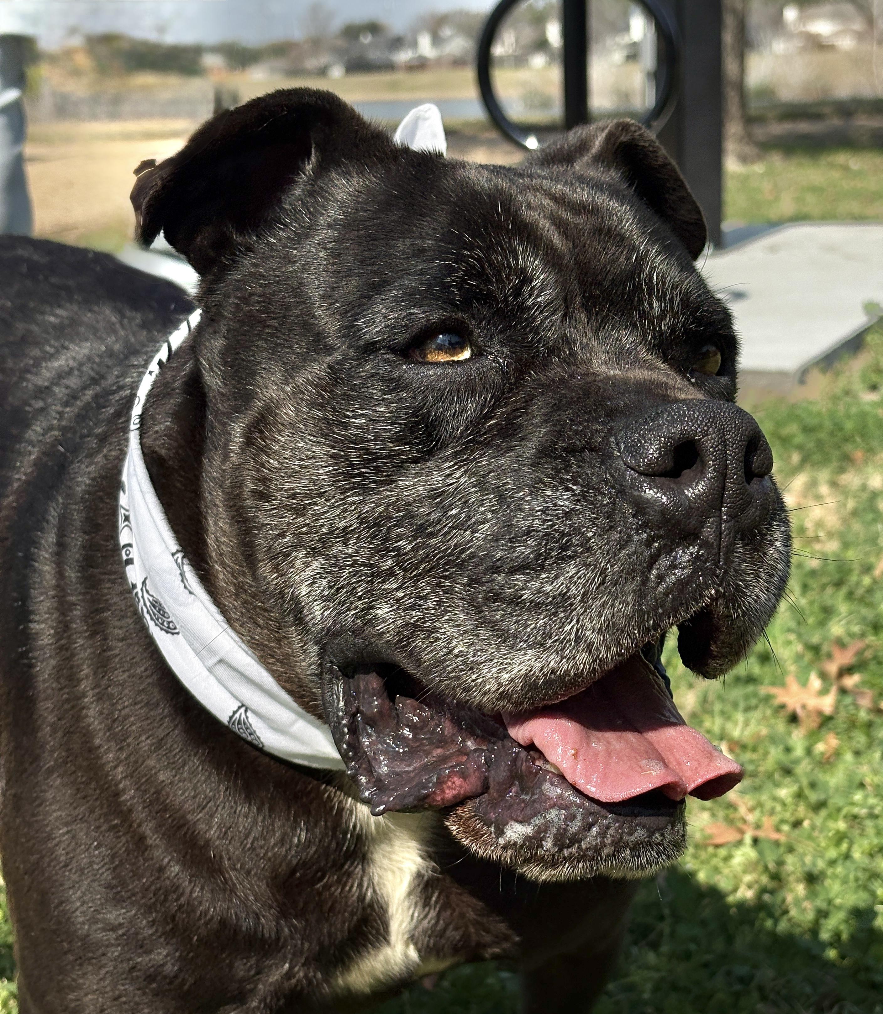 EARL GREY aka MR COOL, ADOPTABLE, Adult Male Staffordshire Bull Terrier.