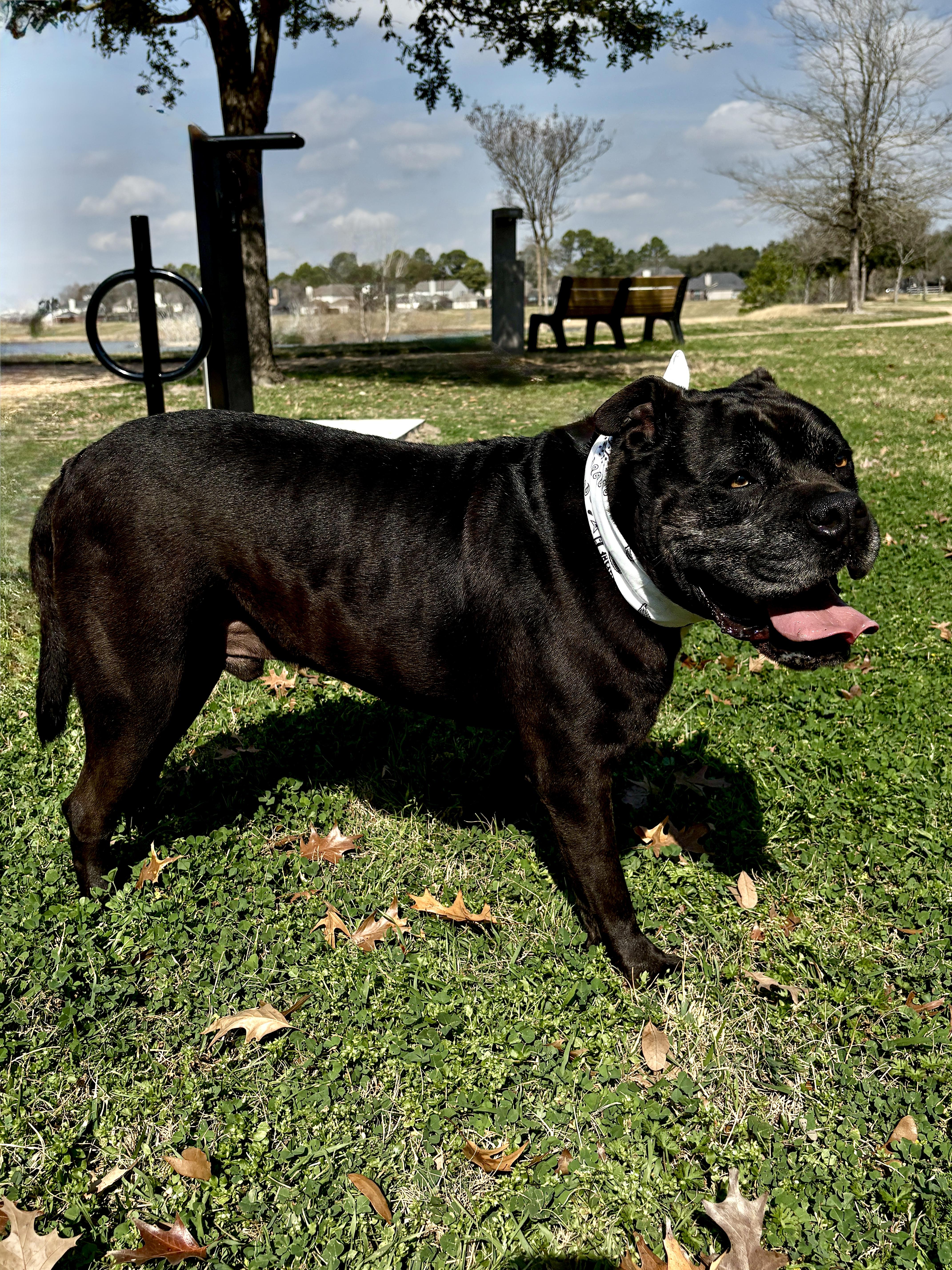 Enlarge EARL GREY aka MR COOL, a ADOPTABLE Staffordshire Bull Terrier in Boston, MA image 4/5